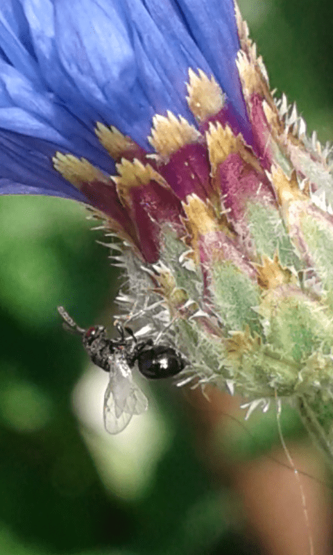 Superfamiglia Chalcidoidea : Torymidae? 2